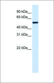 Anti-TUBA4A antibody produced in rabbit affinity isolated antibody