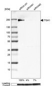 Monoclonal Anti-ITGA1 antibody produced in mouse Prestige Antibodies® Powered by Atlas Antibodies, clone CL7207, purified immunoglobulin, buffered aqueous glycerol solution