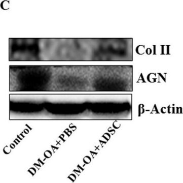 Anti-Aggrecan Antibody, clone 6B4 clone 6B4, from mouse