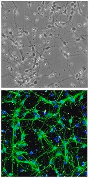 Rat Hindbrain Neurons: RHbN
