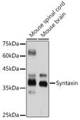 Anti-Syntaxin Antibody, clone 7D9V8, Rabbit Monoclonal