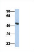 Anti-FOXA2 antibody produced in rabbit affinity isolated antibody
