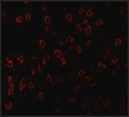 Anti-SCF antibody produced in rabbit affinity isolated antibody, buffered aqueous solution