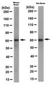 Anti-STK39 Antibody, clone 5H7.1 clone 5H7.1, from mouse