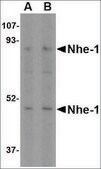 Anti-Nhe-1 (ab1) antibody produced in rabbit affinity isolated antibody, buffered aqueous solution