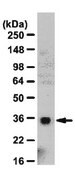 Anti-HAX-1 Antibody from rabbit, purified by affinity chromatography