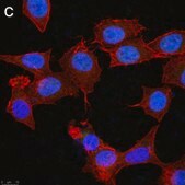 Anti-ATF4 Antibody, clone 1B21 ZooMAb® Rabbit Monoclonal recombinant, expressed in HEK 293 cells
