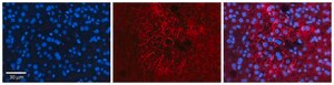 Anti-SGK1 antibody produced in rabbit affinity isolated antibody