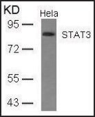 Anti-STAT3 (Ab-727) antibody produced in rabbit affinity isolated antibody