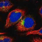 Anti-APLP2 antibody produced in rabbit Prestige Antibodies® Powered by Atlas Antibodies, affinity isolated antibody, buffered aqueous glycerol solution