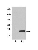 Anti-acetyl-Histone H4 (Lys8) Antibody serum, Upstate®