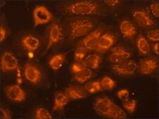 Monoclonal Anti-Phosphothreonine antibody produced in mouse clone PTR-8, ascites fluid
