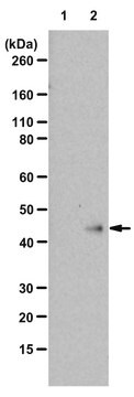 Anti-N1-Phosphohistidine (1-pHis) Antibody, clone SC1-1, ZooMAb&#174; Rabbit Monoclonal recombinant, expressed in HEK 293 cells