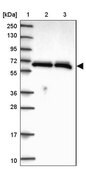 Anti-HNRNPL antibody produced in rabbit Prestige Antibodies® Powered by Atlas Antibodies, affinity isolated antibody, buffered aqueous glycerol solution