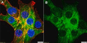 Anti-LATS1 Antibody, clone 1D18 ZooMAb® Rabbit Monoclonal recombinant, expressed in HEK 293 cells