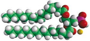 16:0 PA Avanti Research™ - A Croda Brand