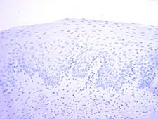 Anti-PCNA Antibody, clone PC10 clone PC10, Chemicon®, from mouse