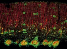 Anti-Calcium Channel Antibody, Voltage Gated α 1C Chemicon®, from rabbit