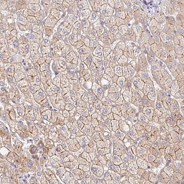 Anti-MYO1B antibody produced in rabbit Prestige Antibodies® Powered by Atlas Antibodies, affinity isolated antibody, buffered aqueous glycerol solution