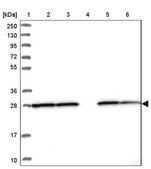 Anti-PGAM1 antibody produced in rabbit Prestige Antibodies® Powered by Atlas Antibodies, affinity isolated antibody, buffered aqueous glycerol solution
