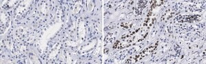 Anti-Lamin B1 Antibody, clone 6K22, ZooMAb® Rabbit Monoclonal recombinant, expressed in HEK 293 cells