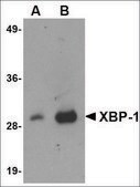 Monoclonal Anti-XBP-1 antibody produced in mouse clone 9B7E5, purified immunoglobulin, buffered aqueous solution