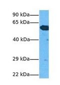 Anti-PTBP1 antibody produced in rabbit affinity isolated antibody