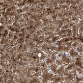 Anti-PEBP1 antibody produced in rabbit Prestige Antibodies® Powered by Atlas Antibodies, affinity isolated antibody, buffered aqueous glycerol solution