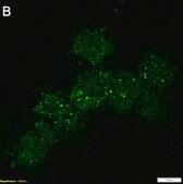 Anti-Apaf-1 Antibody, clone 1C7 ZooMAb® Rabbit Monoclonal recombinant, expressed in HEK 293 cells