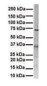Anti-RHOT1 (ab1) antibody produced in rabbit affinity isolated antibody