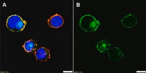 Anti-CD33/Siglec-3 Antibody, clone 1D10 ZooMAb® Rabbit Monoclonal recombinant, expressed in HEK 293 cells