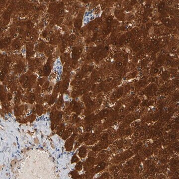 Anti-GSTA1 antibody produced in rabbit Prestige Antibodies® Powered by Atlas Antibodies, affinity isolated antibody, buffered aqueous glycerol solution