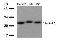 Anti-YWHAZ (Ab-58) antibody produced in rabbit affinity isolated antibody