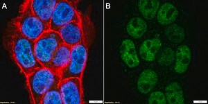 Anti-SAFB Antibody, clone 2N15-L2 ZooMAb® Rabbit Monoclonal recombinant, expressed in HEK 293 cells