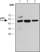 Anti-p53 antibody, Mouse monoclonal clone DO-7, purified from hybridoma cell culture