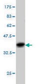 Monoclonal Anti-FOXA2 antibody produced in mouse clone 1C7, purified immunoglobulin, buffered aqueous solution