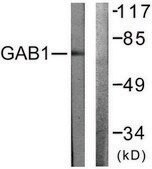 Anti-GAB1 antibody produced in rabbit affinity isolated antibody