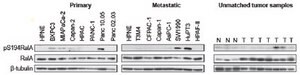 Anti-phospho-RalA Antibody (Ser194) from rabbit, purified by affinity chromatography