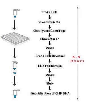 Imprint&#174; Chromatin Immunoprecipitation Kit Complete ChIP reaction in 6 hours in flexible strip well format
