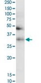 Monoclonal Anti-TF antibody produced in mouse clone 1C2, purified immunoglobulin, buffered aqueous solution