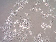 Oli-neu Mouse Oligodendroglial Precursor Cell Line