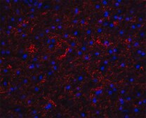 Anti-Clusterin antibody produced in rabbit affinity isolated antibody, buffered aqueous solution