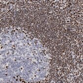 Anti-SUB1 antibody produced in rabbit Prestige Antibodies® Powered by Atlas Antibodies, affinity isolated antibody, buffered aqueous glycerol solution