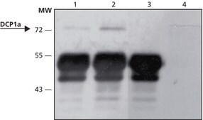 Anti-DCP1A (N-terminal) antibody produced in rabbit ~1.0 mg/mL, affinity isolated antibody, buffered aqueous solution