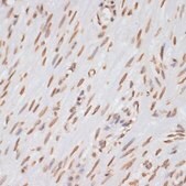Anti-Histone H3 antibody produced in rabbit
