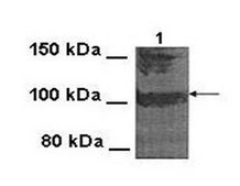 Anti-KCNQ3 antibody produced in rabbit affinity isolated antibody