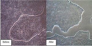 EZ-LiFT Stem Cell Passaging Reagent Enzyme-free pluripotent stem cell dissociation solution, 100mL