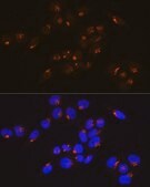 Anti-GM130 antibody produced in rabbit