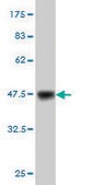 Monoclonal Anti-MAGI1 antibody produced in mouse clone 7B4, purified immunoglobulin, buffered aqueous solution