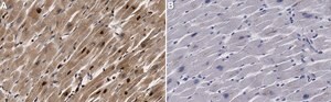 Anti-SHP2 Antibody, clone 3B17 ZooMAb® Rabbit Monoclonal recombinant, expressed in HEK 293 cells